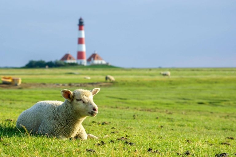 Gänse fressen Schafen das Futter weg