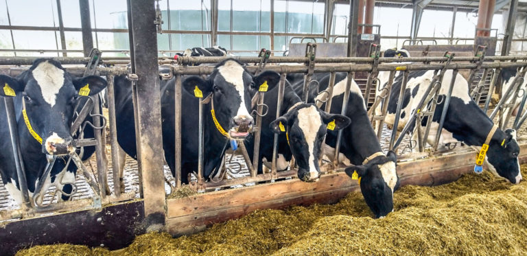 Süße Milch aus saurem Teig