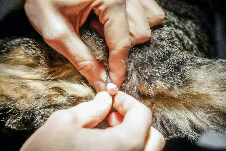 Freilebende Katzen kastrieren