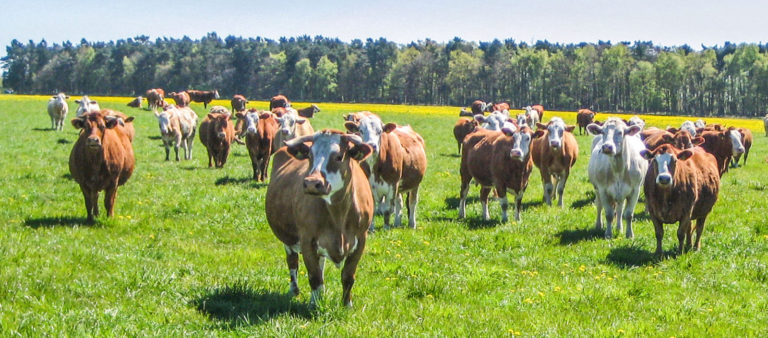 Einfluss der Mastdauer und -endmasse