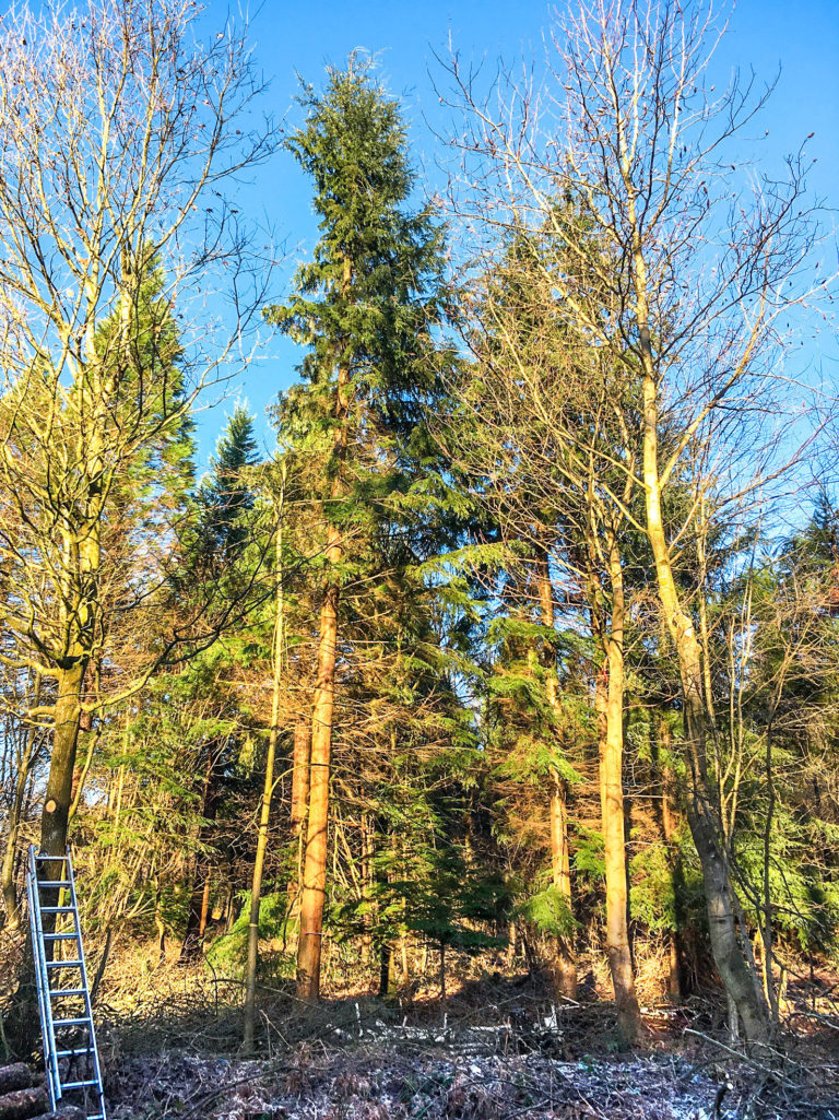 Die Westliche Hemlocktanne