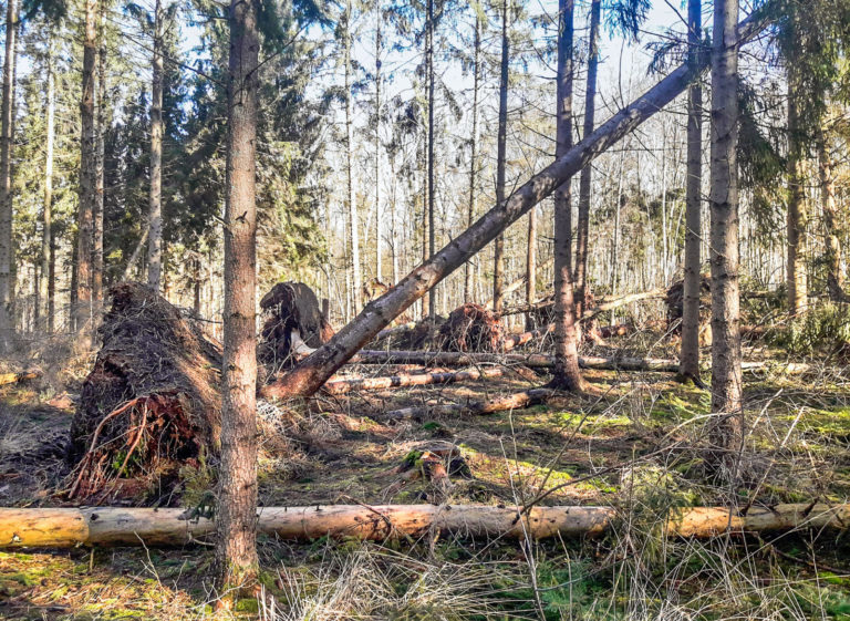 Aktuelle Sturmschäden im Wald