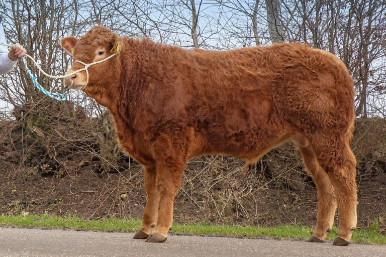 Fleckvieh-Simmental-Bulle erzielte Spitzenpreis