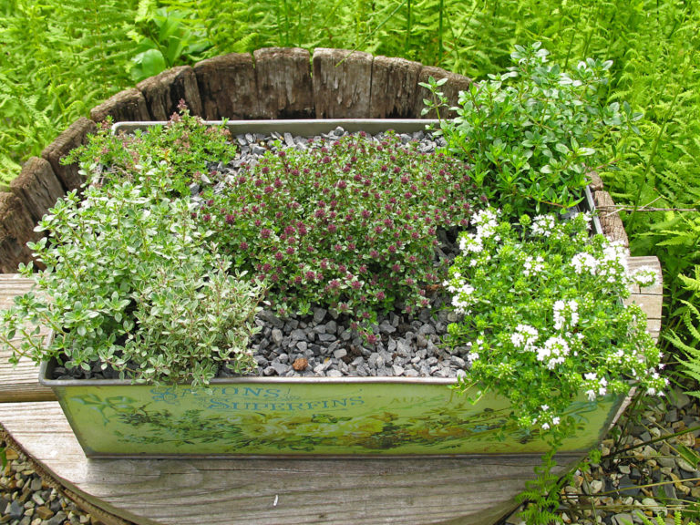 Aromatisches für jeden Tag aus Topf und Beet