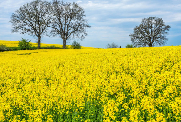 Bekämpfungslücken von Insektizidmaßnahmen