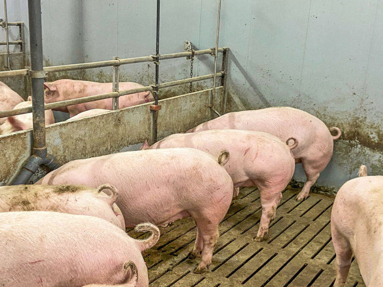 Futter für Mastschweine aus Schleswig-Holstein