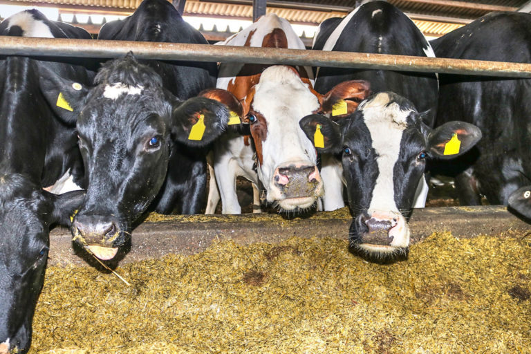 Mehr Struktur für die Ration