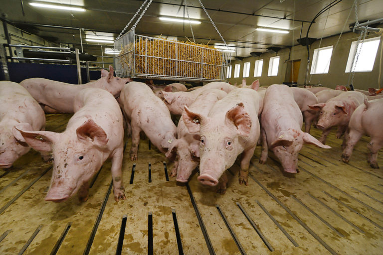 Der Weltmarkt für Schweinefleisch gerät ins Stocken