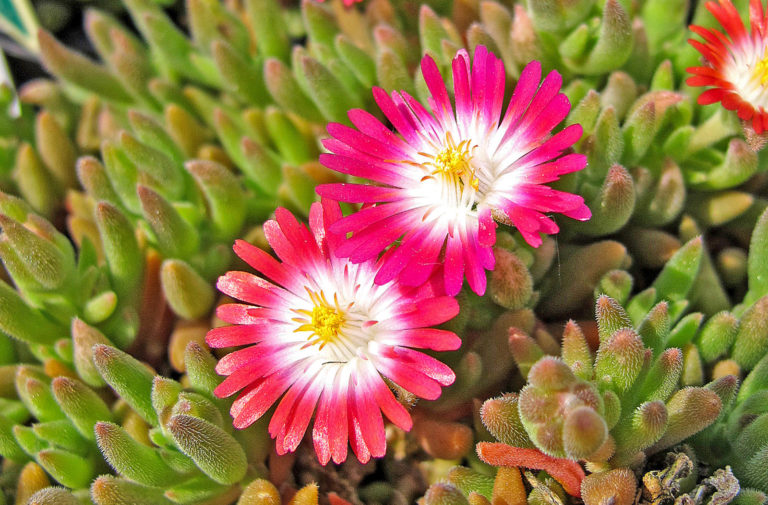 Mauerblümchen füllen Fugen