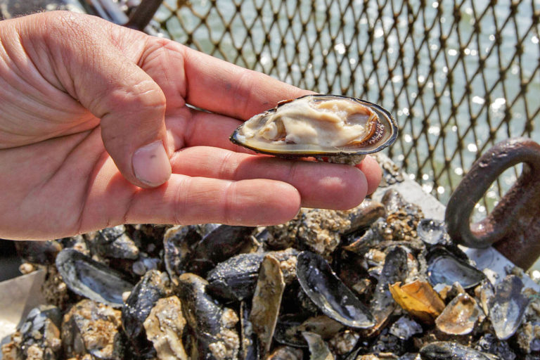 Mehr Muscheln