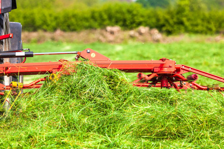 Heu – mehr als trockenes Gras?