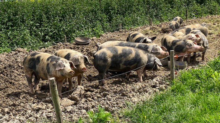 Bioschweinetagung in Bad Kreuznach