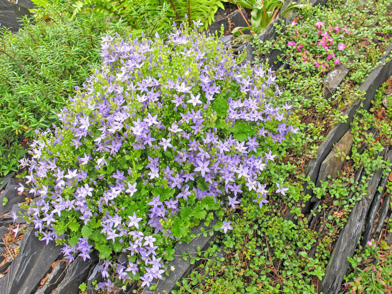 Glockenblumen sind vielseitig einsetzbar