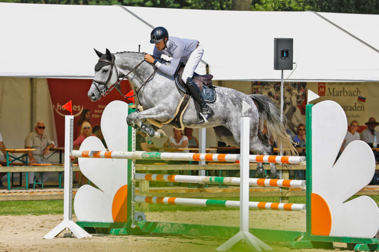 Holsteins Trakehner stark im Vergleich