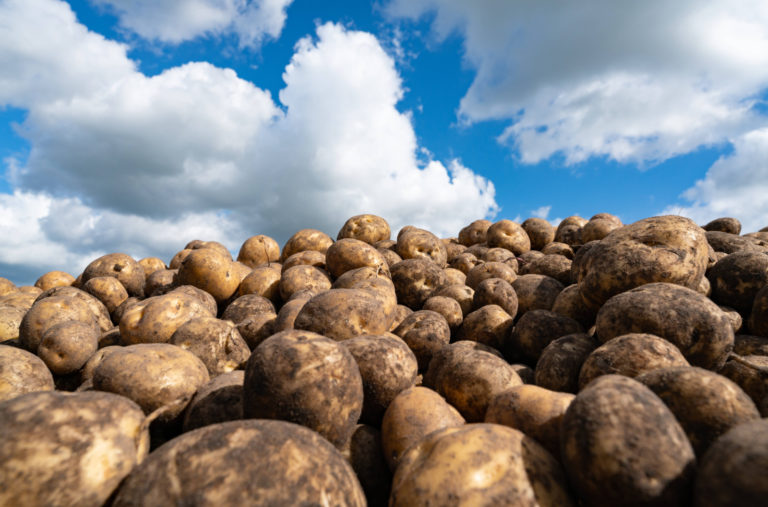 Kartoffelkurse unter Druck