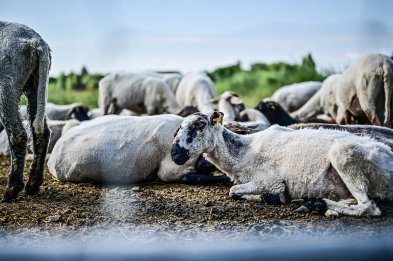 EILMELDUNG:
Blauzungenkrankheit hat Schleswig-Holstein erreicht