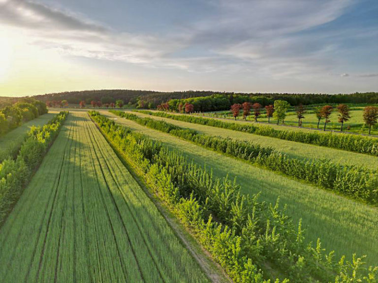 Demonstrationsnetzwerk Agroforst gestartet