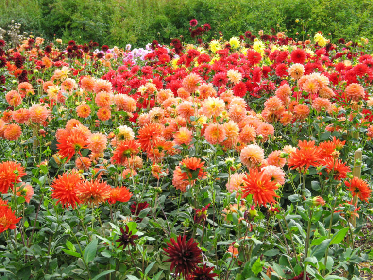 Dauerblühende Dahlien-Vielfalt