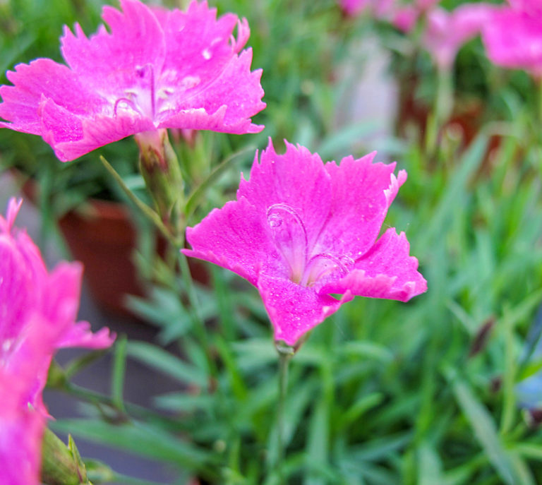 Duftgarten auf kleinem Raum anlegen