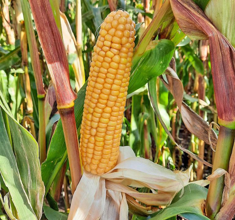 Silomaisfeldführungen der Landwirtschaftskammer