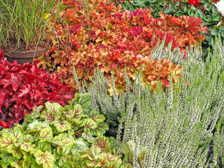 Herbstliche Pflanzzeit nutzen