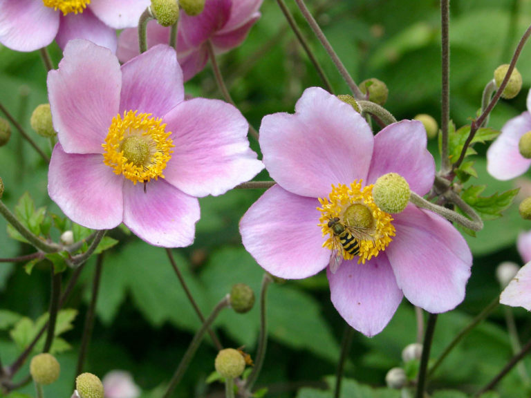 Leuchtende Blüten in der Herbstsonne