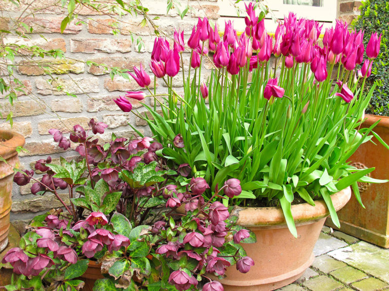 Zwiebelblumen in Töpfe pflanzen