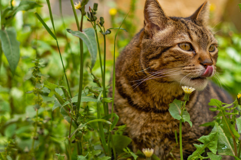 Kastrationsaktion bei frei lebenden Katzen