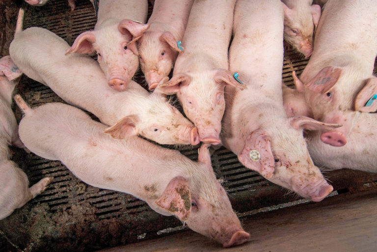 Wieder mehr Schweine in Deutschland