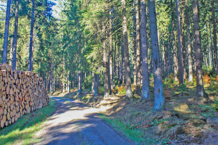 Hinweise zum Pflanzenschutz im Wald