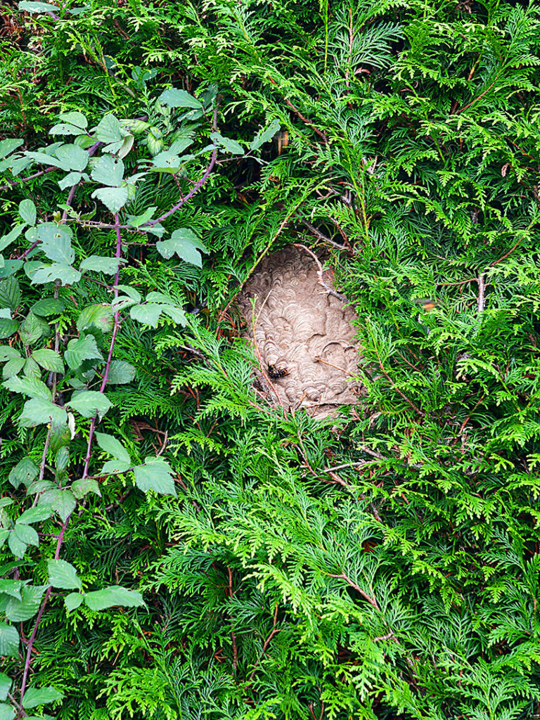 Gefahr für Honigbienen und Biodiversität?