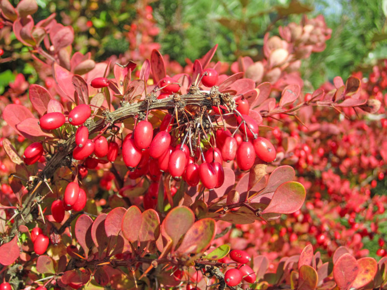 Bunter Beerenschmuck