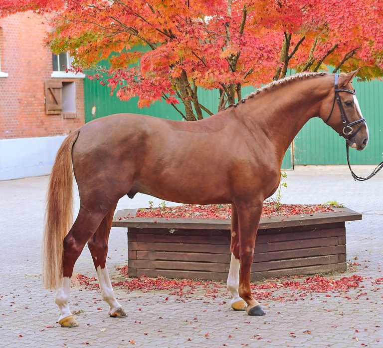 Holsteiner Herbstevent in Elmshorn