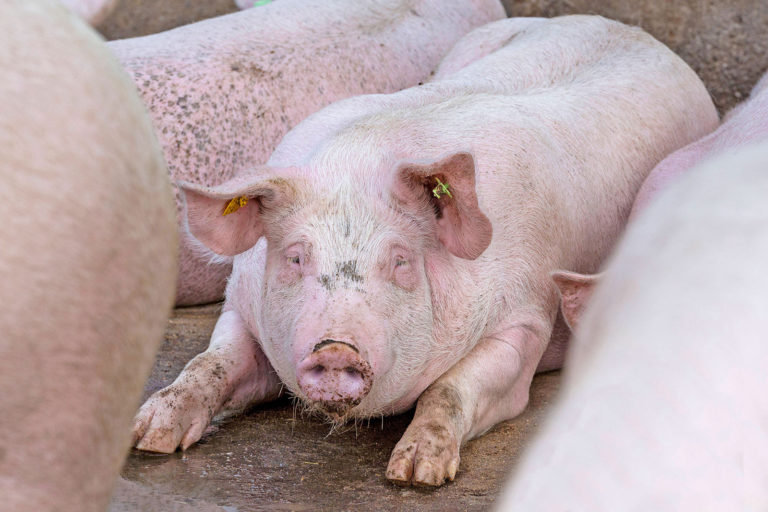 Schlachtschweinemarkt – der Preisrutsch hallt nach