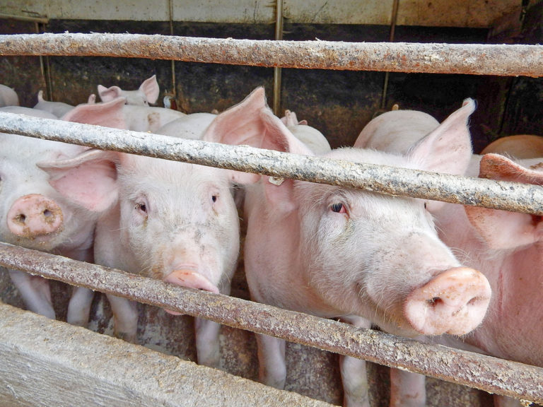 EU-Schweinefleischproduktion geht weiter zurück