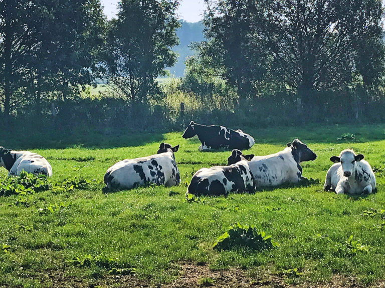 Der schwierige Weg zu klimaneutraler Milch