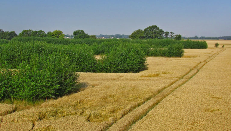 Kosten und Nutzen von Agroforstsystemen