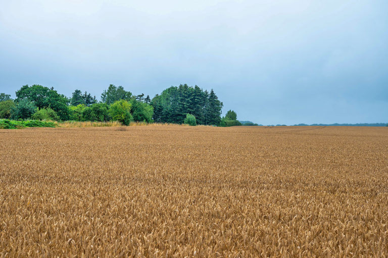 Dänemark fährt erneut schwache Getreideernte ein