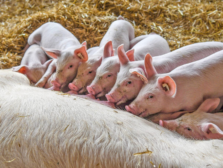 ZKL: Kein Zurück in die Gräben