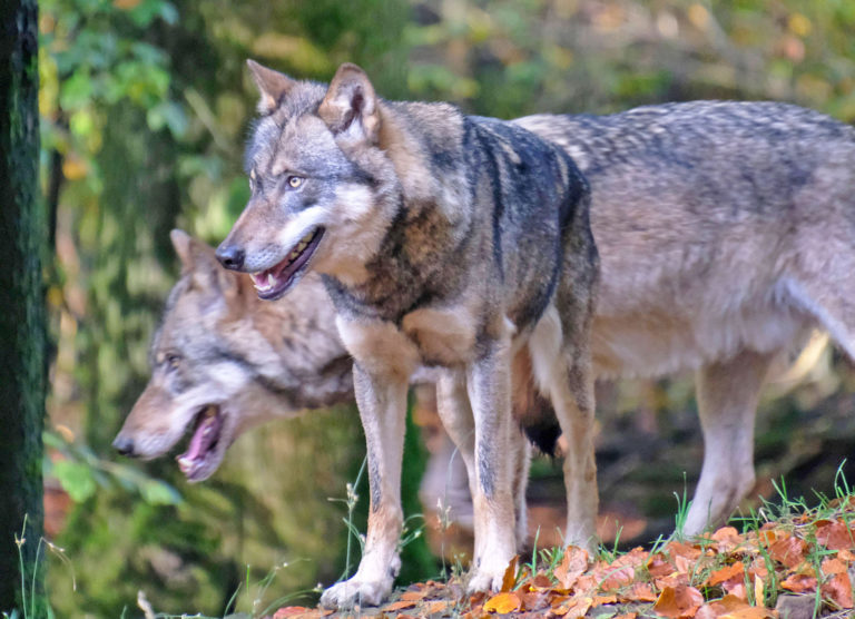 Wolf: Europarat stimmt Herabstufung zu