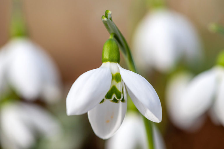 Glockenläuten im Garten