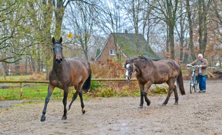 Holsteiner Pferde seit drei Generationen